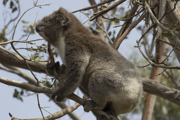 Koala - Phascolarctos cinereus
