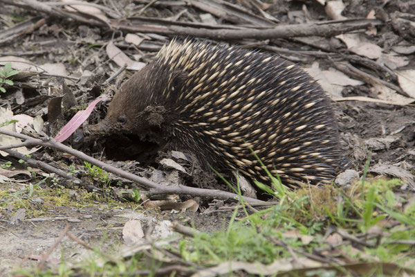 Gellibrand - Australische mierenegel - Tachyglossus aculeatus
