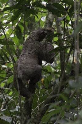 Manuel Antonio - Drieteen luiaard - Bradypus tridactylus