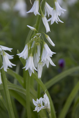 River walk - driekantig look - Allium triquetrum