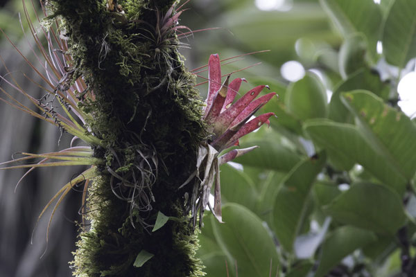 Talamanca reserve - Bromelia - Tillandsia complanata