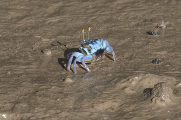 krab - Gelasimus tetragonon