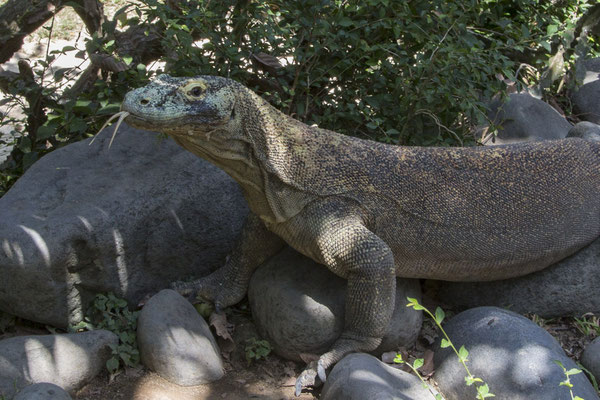 Rinca - komodovaraan - Varanus komodoensis
