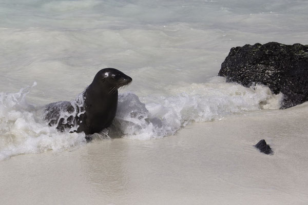 Isla Espanola & Gartner island - galapagoszeeleeuw - Zalophus wollebaeki