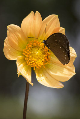 Da Lat - Trúc Lâm klooster vlinder - Euploea tulliolus
