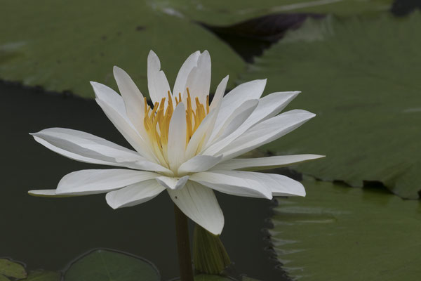 Semarapura Klungkung - groene tijgelotus - Nymphaea lotus