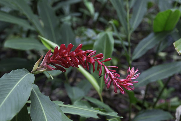 San Pedrillo Corcovado - Rode gember - Alpinia purpurata