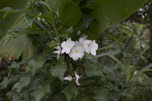 Plumeria pudica