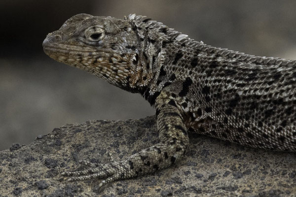 Bartolomé & Santiago island - Lavahagedis - Microlophus albemarlensis