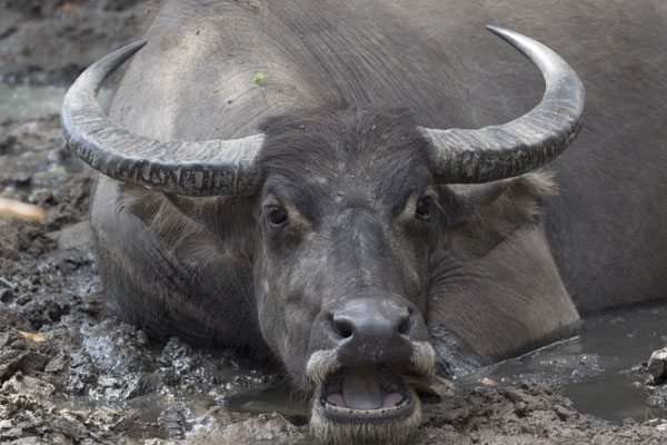 Rinca - waterbuffel - Bubalus bubalis