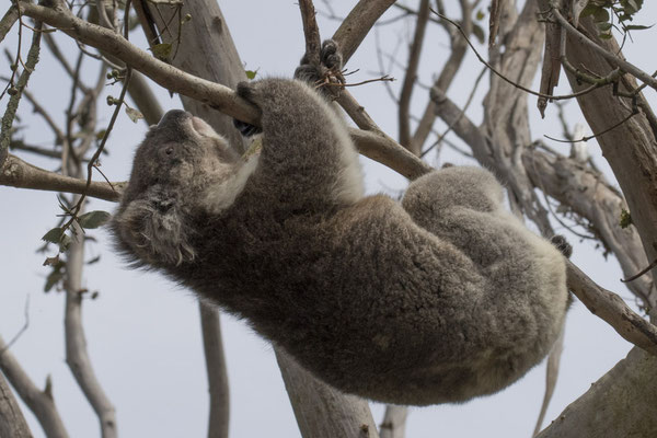 Koala - Phascolarctos cinereus