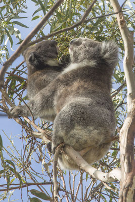 Koala - Phascolarctos cinereus