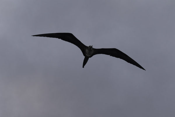 Genovesa - Fregatvogel - Fregata minor