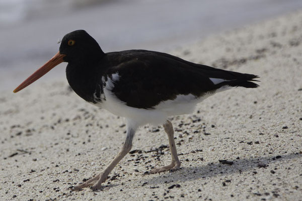 Isla Espanola & Gartner island - Amerikaanse bonte scholekster - Haematopus palliatus