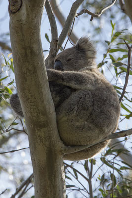 Koala - Phascolarctos cinereus