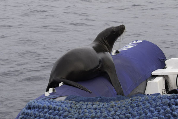 Bartolomé & Santiago island - galapagoszeeleeuw - Zalophus wollebaeki