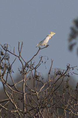 Rinca - kleine geelkuifkaketoe - Cacatua sulphurea