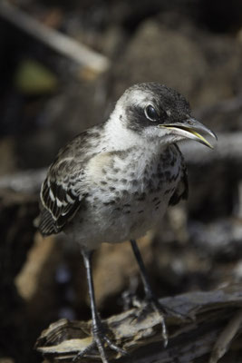 Santa Cruz - galapagosspotlijster - Mimus parvulus