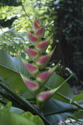 Bogor - Heliconia wagneriana