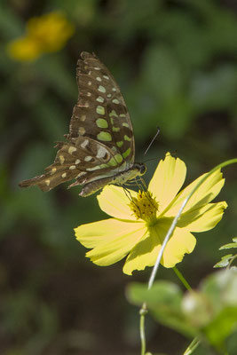 My Son - page vlinder - Graphium agamemnon