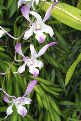 Leanyer - orchidee geslacht Dendrobium