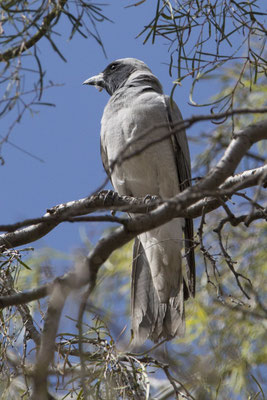 Alice Springs - botanische tuin - Australische rupsvogel - Coracina novaehollandiae