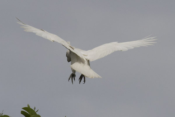 Cahills Crossing - naaktoogkaketoe - Cacatua sanguinea