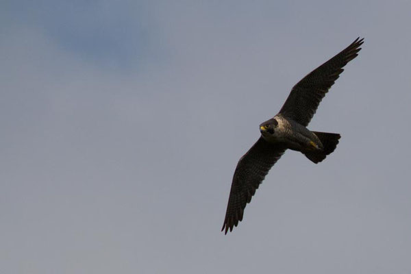 Pelligrine falcon - Symonds Yat Rock