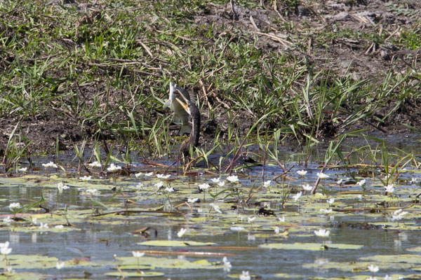 Yellow river - Australische slangehalsvogel - Anhinga novaehollandiae met baars - Amniataba percoides