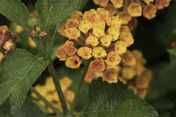 Nagasaki - Glover garden Lantana camara