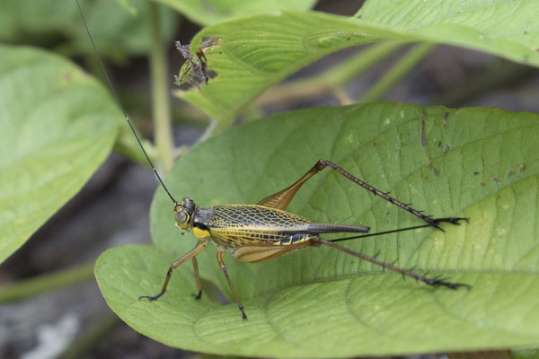 Semenggoh - krekel - Nisitrus vittatus