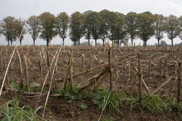 Landschap buiten Bronkhorst