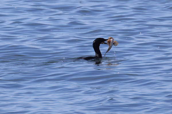 Aalscholver - Phalacrocorax carbo met donderpad - Myoxocephalus scorpius