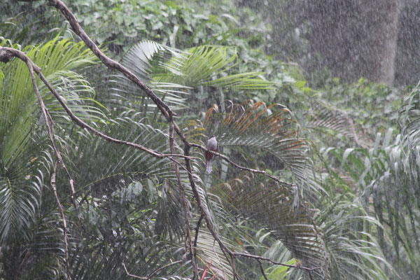 Ein Trocon, der Nationalvogel Kubas, in strömendem Regen