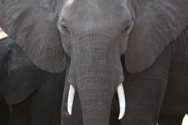 Elefant - Afrika