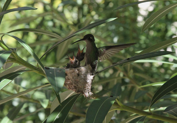 So zeigt er mir das Nest eines Zunzun's (Kolibri).