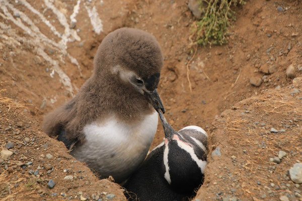 Magellan Pinguine - Isla Magdalena, Punta Arenas, Chile