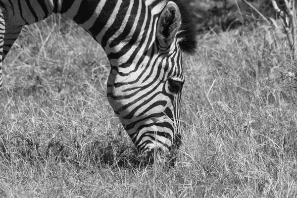 Zebra - Afrika