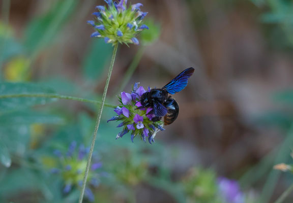 Blaue Holzbiene