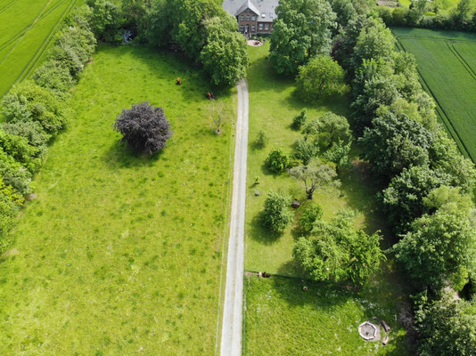 Hochlandrinder und Zwergschafe im Garten.