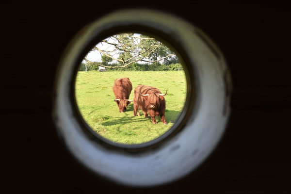 Der Blick aus der Sauna auf die Weide.