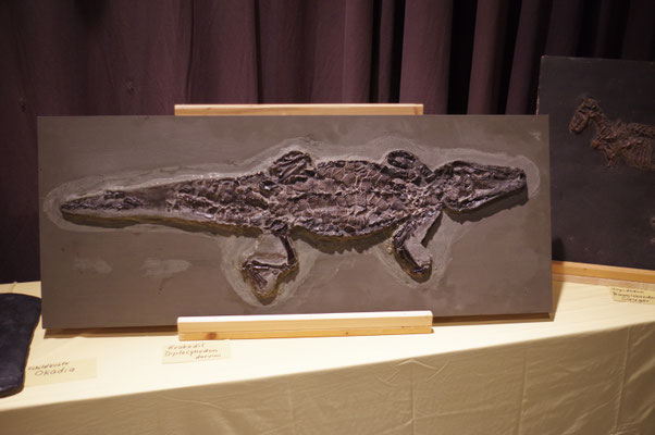 Messel Fossilien