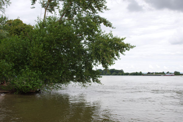 "Unser Busch" 2016 voll im Hochwasser