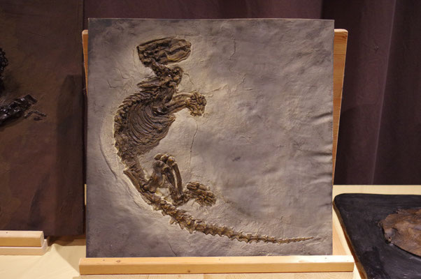 Messel Fossilien