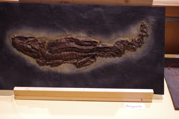 Messel Fossilien