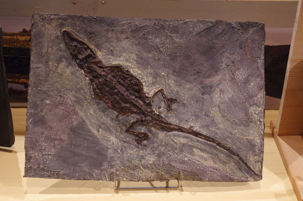 Messel Fossilien