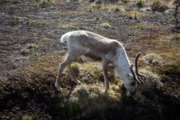 Rehntiere am Wegesrand 
