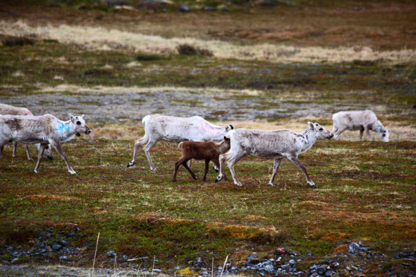 Rehntiere am wegesrand 
