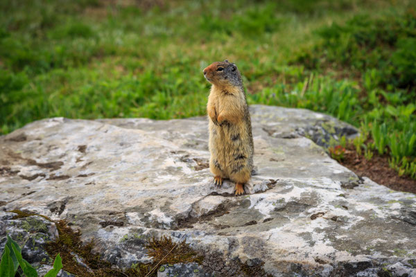 Ground Squirrel (Erdhörnchen)