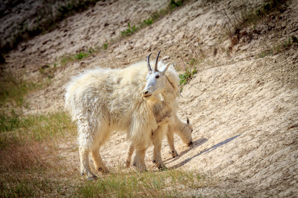 Mountain Goat (Bergziege)